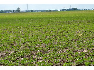 Property photo 17 - LAND AUCTION - 700+/- ACRES OFFERED IN 16 TRACTS IN ALLEN COUNTY, INDIANA